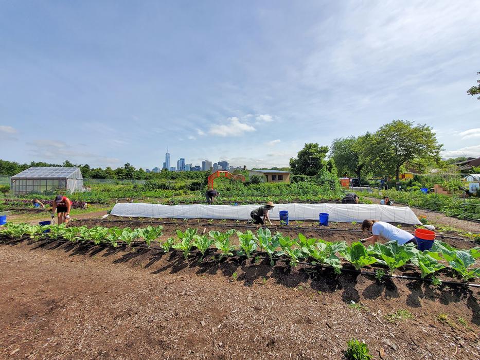 New York employees volunteer at the GrowNYC Teaching Garden on Governors Island, which educates children in all aspects of urban farming by allowing them to plant, water, harvest and cook a wide variety of produce.