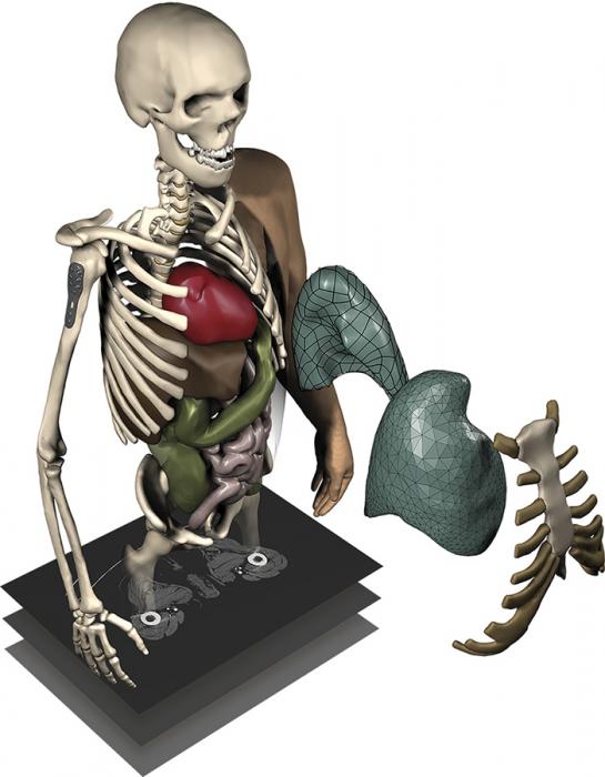 human body model