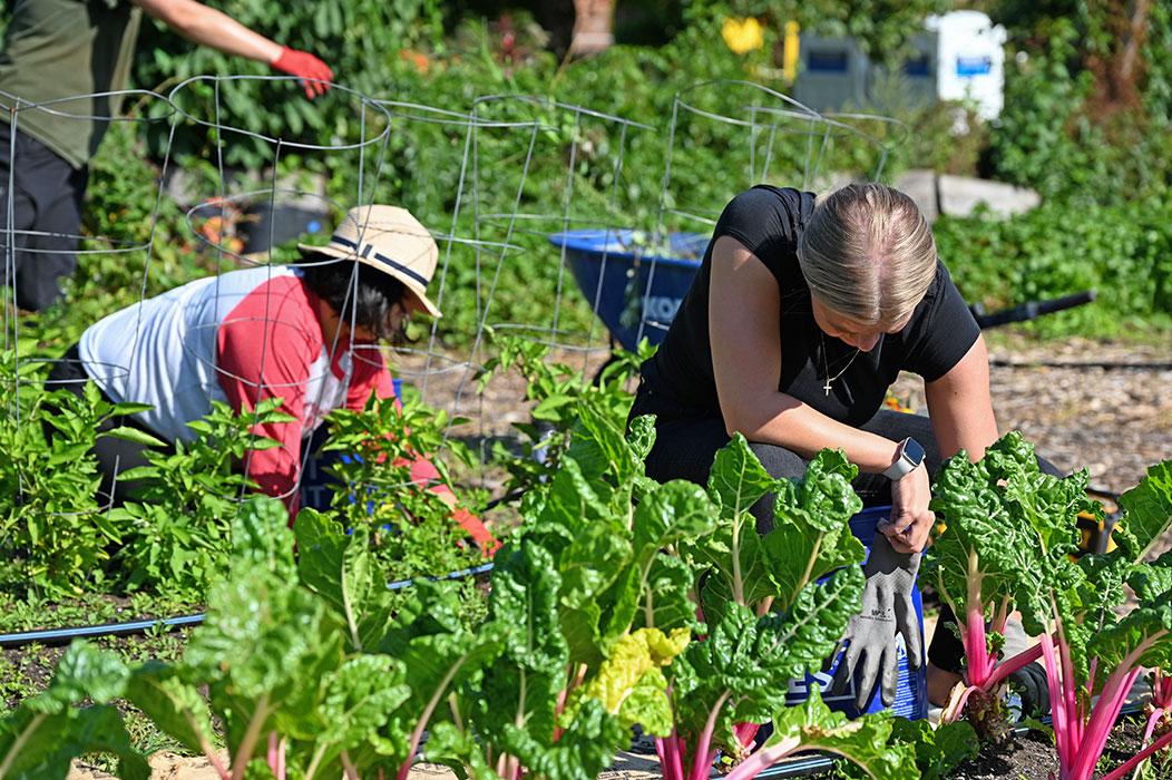 Mosaic employees at our New York office volunteering with GROW NYC on Governors Island.